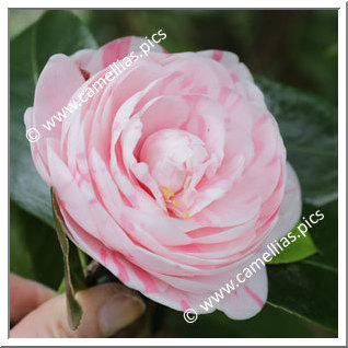 Camellia Japonica 'Dona Maria Pia, Rainha de Portugal'