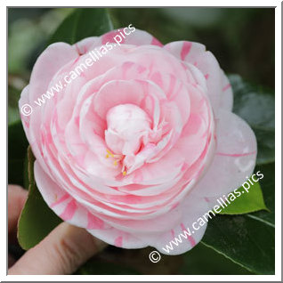 Camellia Japonica 'Dona Maria Pia, Rainha de Portugal'