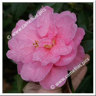 Camellia Hybrid C.x williamsii 'Donation'