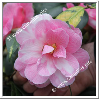 Camellia Hybride C.x williamsii 'Donation Variegated'