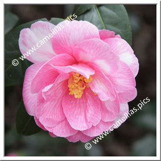 Camellia Hybride C.x williamsii 'Donation Variegated'