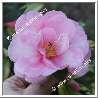 Camellia Hybrid C.x williamsii 'Donation Variegated'