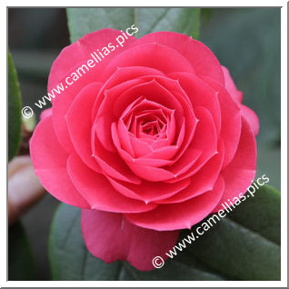 Camellia Hybride 'Dalu Jiuqu'