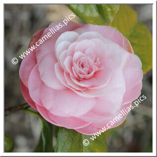 Camellia Japonica 'Donna Agnese Borghese'