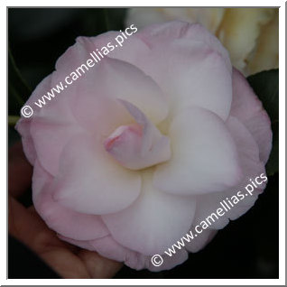 Camellia Japonica 'Donnan's Dream'