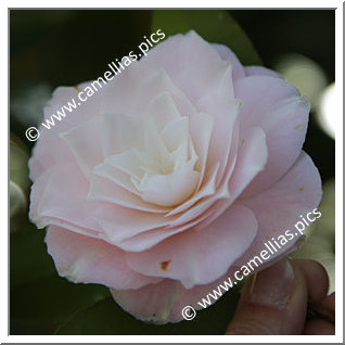 Camellia Japonica 'Donnan's Dream'