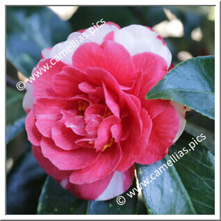 Camellia Japonica 'Doris Freeman'