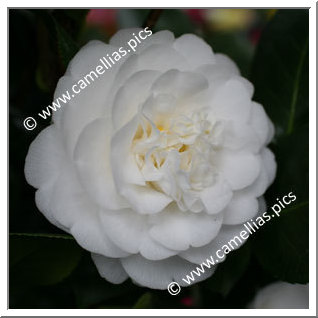 Camellia Japonica 'Dorothy Culver'