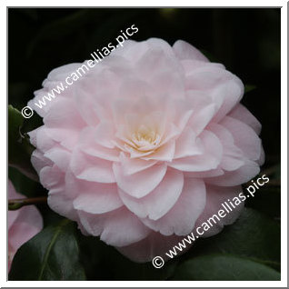 Camellia Hybrid 'Dorothy James'