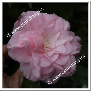 Camellia Hybride 'Dorothy James'