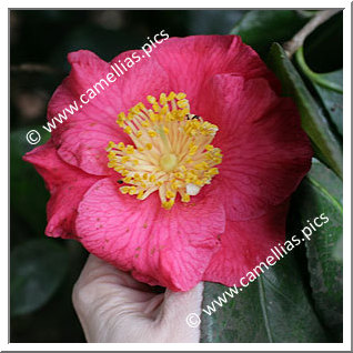 Camellia Japonica 'Mrs Dorothy van der Bom'