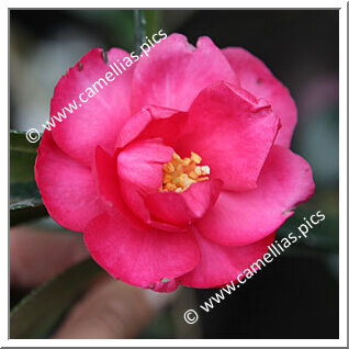 Camellia Hybrid 'Dot Spengler'