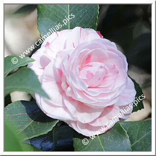 Camellia Japonica 'Dottor Angelo Borrini'