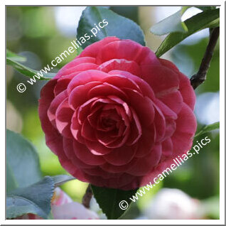 Camellia Japonica 'Dottor Angelo Borrini'