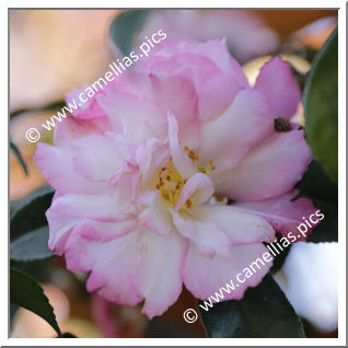 Camellia Sasanqua 'Double Rainbow'