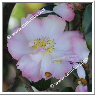 Camellia Sasanqua 'Double Rainbow'