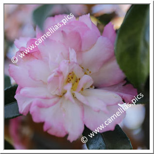 Camellia Sasanqua 'Double Rainbow'