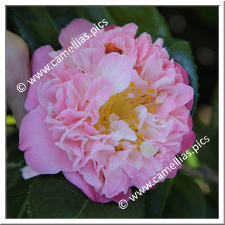 Camellia Japonica 'Douceur '