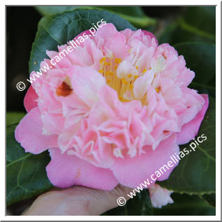 Camellia Japonica 'Douceur '