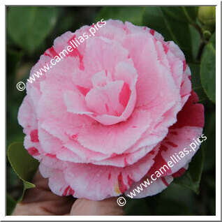 Camellia Japonica 'Doutor Balthazar de Mello'