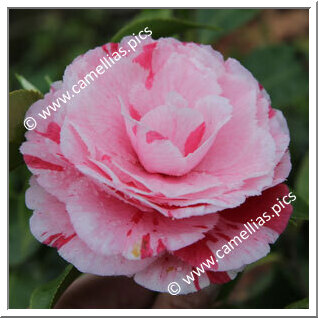 Camellia Japonica 'Doutor Balthazar de Mello'