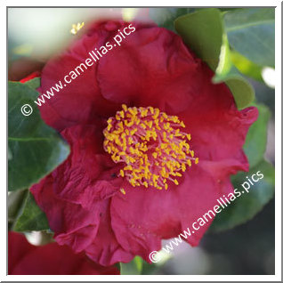 Camellia Japonica 'Dr Burnside'