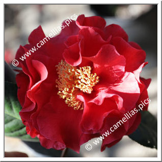 Camellia Hybrid 'Dr Clifford Parks'