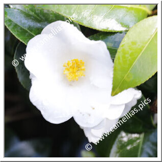 Camellia Hybride 'Dr Colin Crisp'