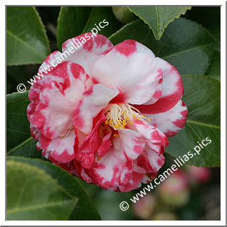 Camellia Japonica 'Dr John D. Bell'