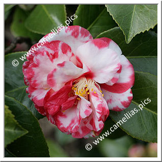 Camellia Japonica 'Dr John D. Bell'