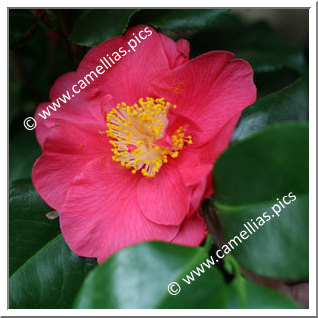 Camellia Japonica 'Dr King'