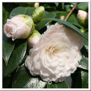 Camellia Japonica 'Dr Lilyan Hanchey'