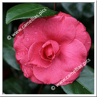 Camellia Japonica 'Docteur Louti'