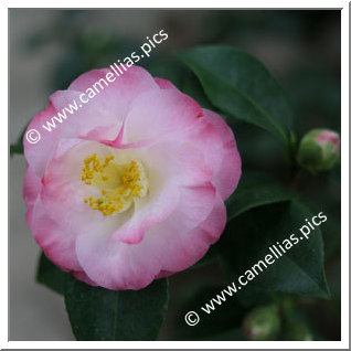 Camellia Japonica 'Dr Tinsley'