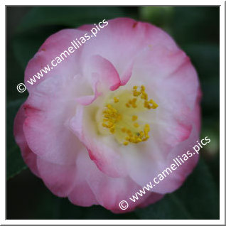 Camellia Japonica 'Dr Tinsley'