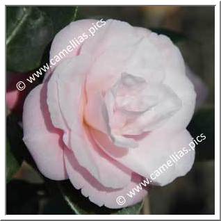 Camellia Japonica 'Dragée'