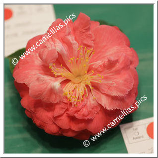 Camellia Japonica 'Julia Drayton Variegated'