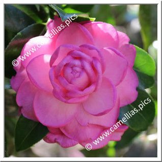 Camellia Hybrid C.x williamsii 'Dream Boat'