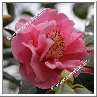 Camellia Hybride 'Dream Castle'