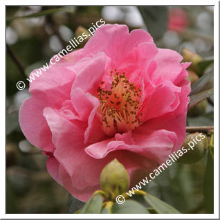 Camellia Hybrid 'Dream Castle'