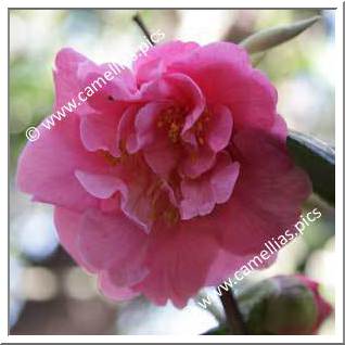 Camellia Hybrid 'Dream Castle'