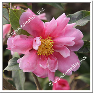 Camellia Hybrid 'Dream Girl'