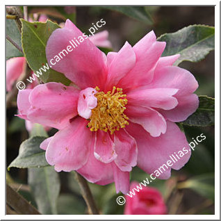 Camellia Hybride 'Dream Girl'