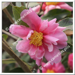 Camellia Hybrid 'Dream Girl'