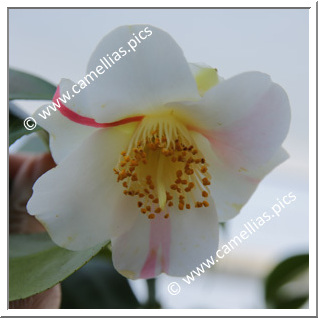 Camellia Japonica 'Wingster Dreifaltigkeit (Trinity)'