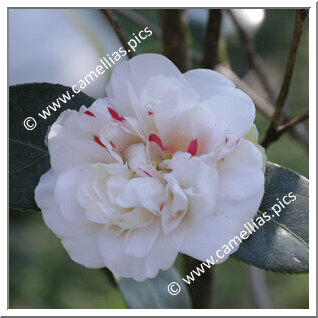 Camellia Japonica 'Dresdner Frauenkirche'