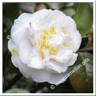 Camellia Japonica 'Drouard Gouillon'
