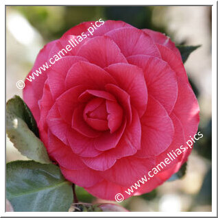 Camellia Japonica 'Dryade'