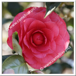Camellia Japonica 'Dryade'