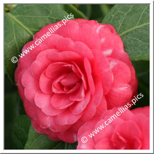 Camellia Japonica 'Duc de Bretagne'